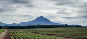 Certified Organic Single Estate: Pantua Estate, Tupi, South Cotabato